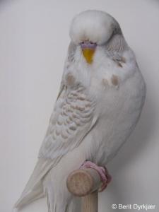 grp_23_bedste_lacewing.jpg